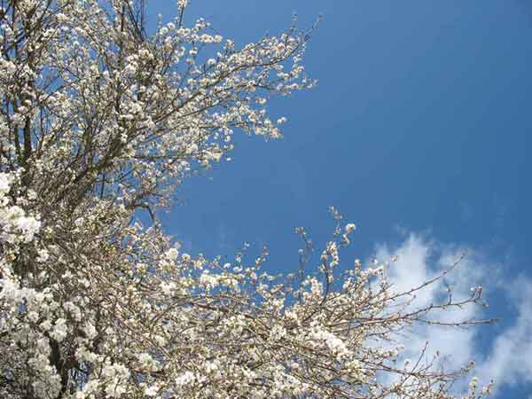Een bloeiende pruimenboom in onze tuin
