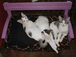 Onze drie katten Loekie, Mieske en Charlotte (vlnr)