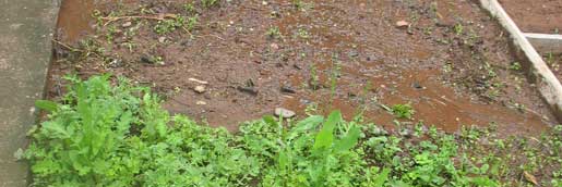 Hoeveel mensen kunnen het zeggen een ruiseau in de jardin